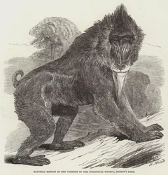 Mandrill-Pavian in den Gärten der Zoologischen Gesellschaft, Regent